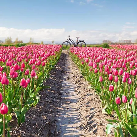 Kampeerhut Σαλέ Petten