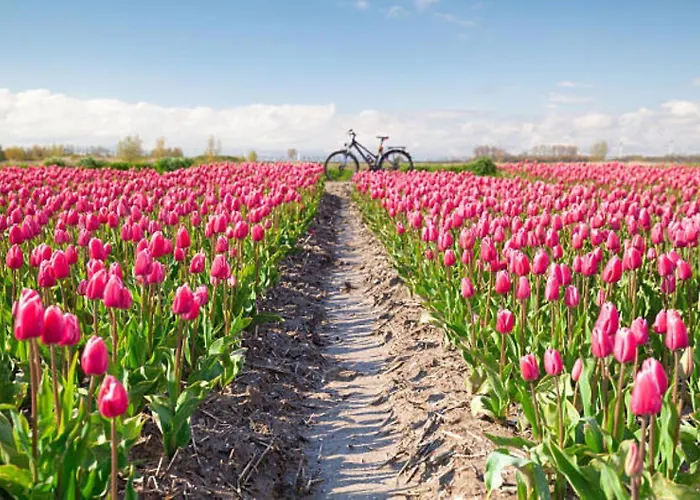 Kampeerhut Chalet Petten